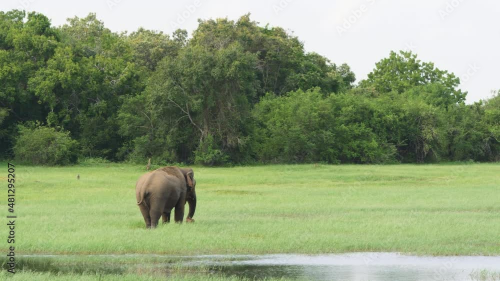 Wide view of huge elephant crossing shallow river and splashing water while cooling down in the wild in Sri Lanka. Wide view of huge elephant crossing shallow river and splashing water while cooling down in the wild in Sri Lanka.