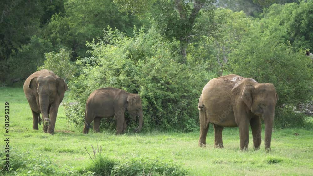Close view of elephant family of three standing together in the bushes and in the shade of small tree on a hot summer day in the grasslands of Sri Lanka. Close view of elephant family of three standing together in the bushes and in the shade of small tree on a hot summer day in the grasslands of Sri Lanka.