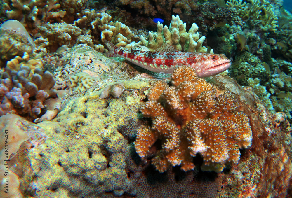 A sand Lizardfish amongst corals in Pescador Island Philippines