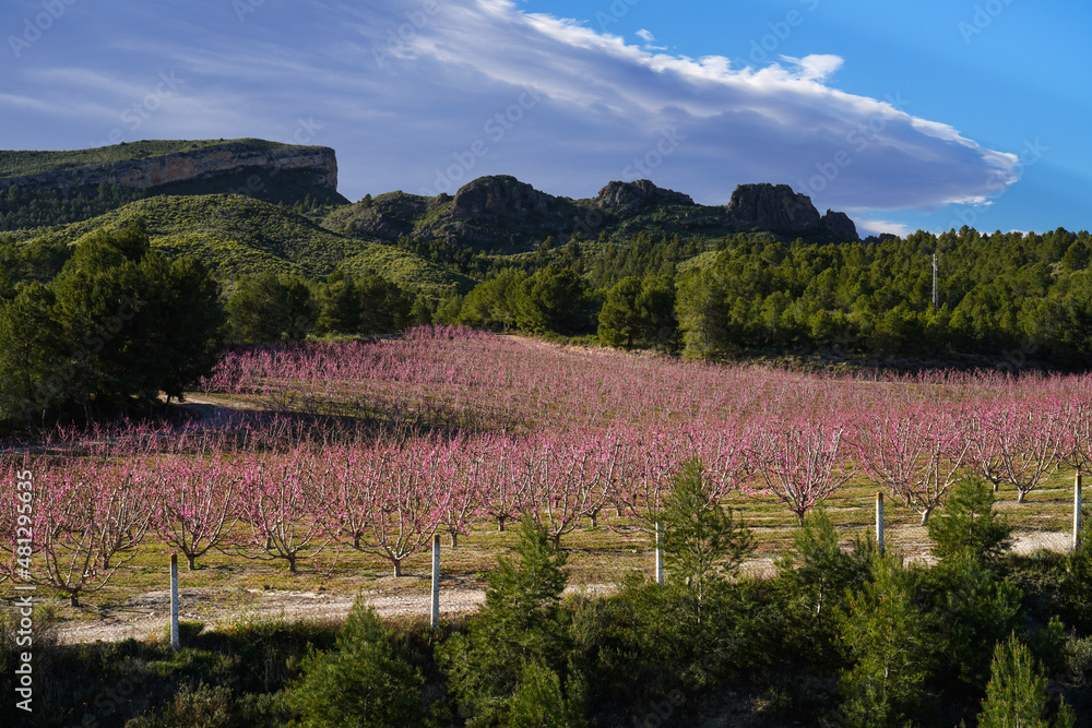 Obraz premium Peach blossom in Cieza La Torre in the Murcia region in Spain
