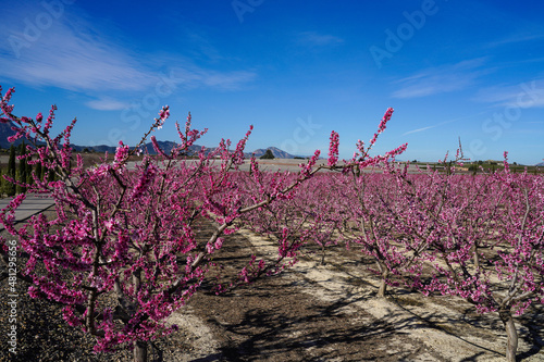 Peach blossom in Cieza, Mirador El Horno in the Murcia region in Spain