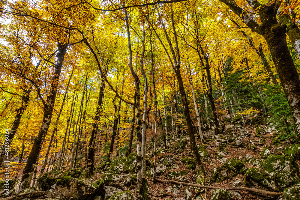 Obraz premium Colorful beech fall forest in Ordesa and Monte Perdido NP, Pyrenees, Aragon in Spain