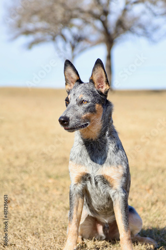 Australian Cattle Dog, Blue Heeler pup