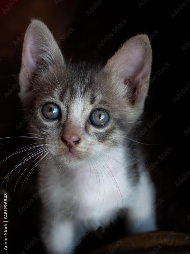 White-Brown Kitten Sitting and Staring White-Brown Kitten Sitting and Staring