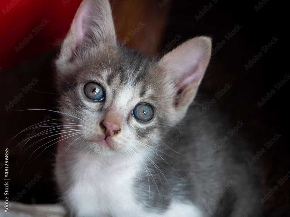 White-Brown Kitten Sitting and Staring White-Brown Kitten Sitting and Staring