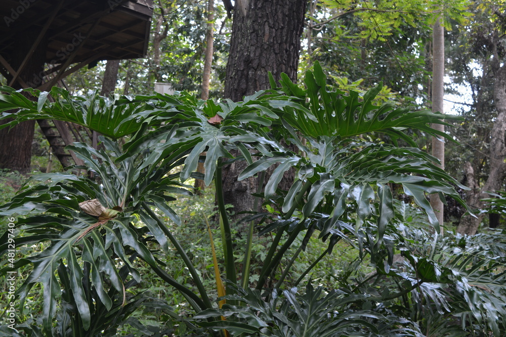 Obraz premium palm tree in the garden