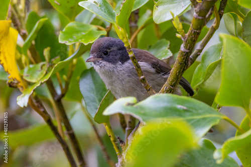 Brown Creeper Endemic Bird of New Zealand photo