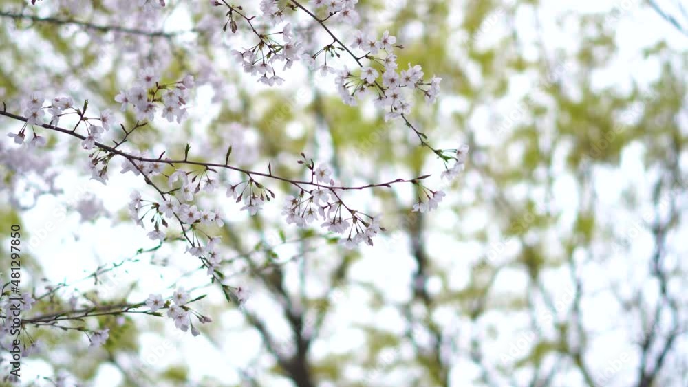 close-up video of Sakura cherry blossom in Japanese public park with sunny day in Tokyo, Japan close-up video of Sakura cherry blossom in Japanese public park with sunny day in Tokyo, Japan