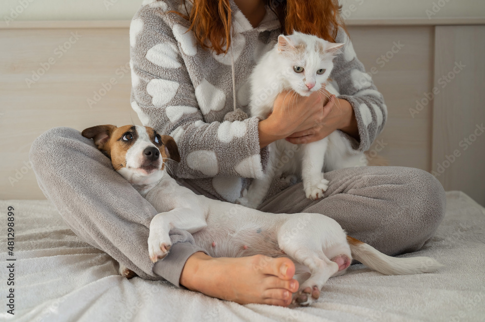 Caucasian woman holding a white fluffy cat and Jack Russell Terrier dog while sitting on the bed. The red-haired girl hugs with pets.