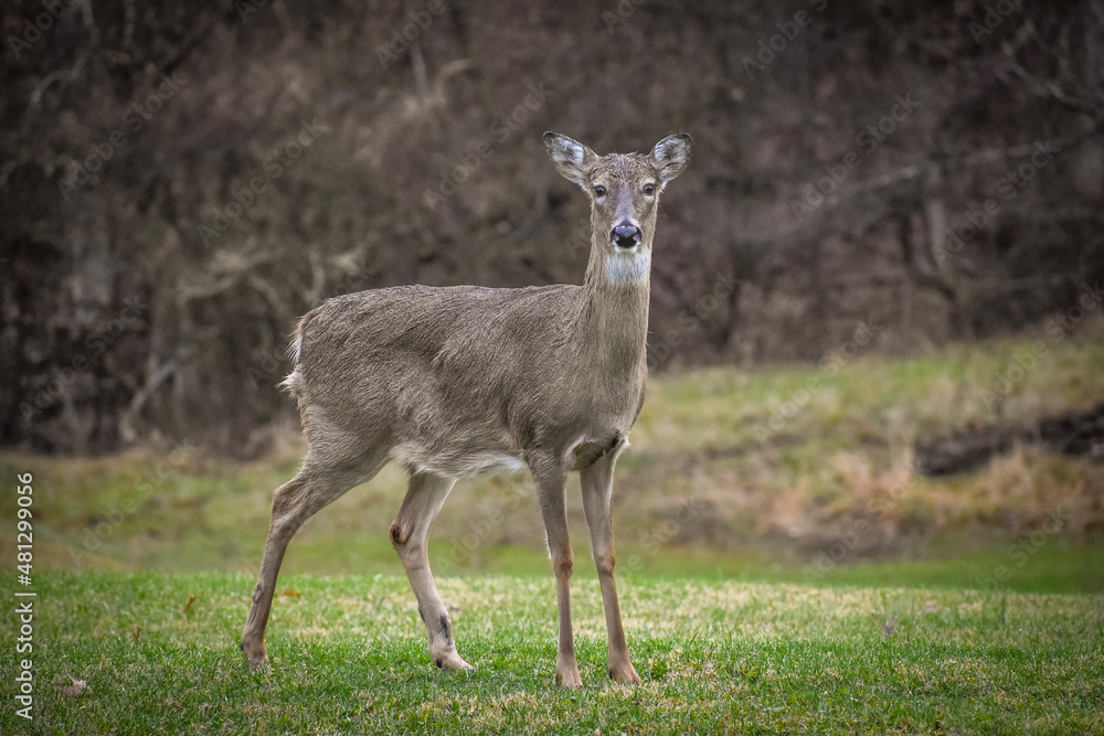Fototapeta premium white deer