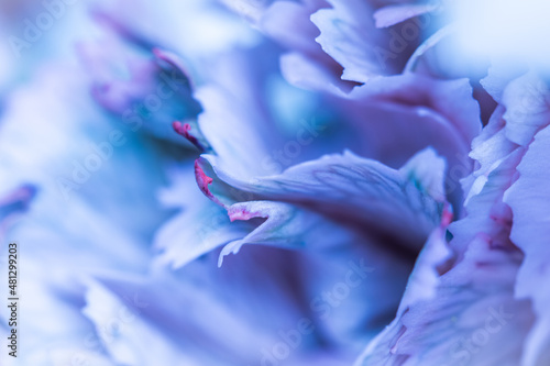 Wallpaper Mural Abstract floral background, blue carnation flower petals. Macro flowers backdrop for holiday brand design Torontodigital.ca