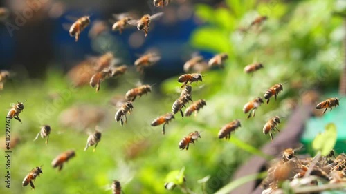 swarm of honey bee flying slow motion