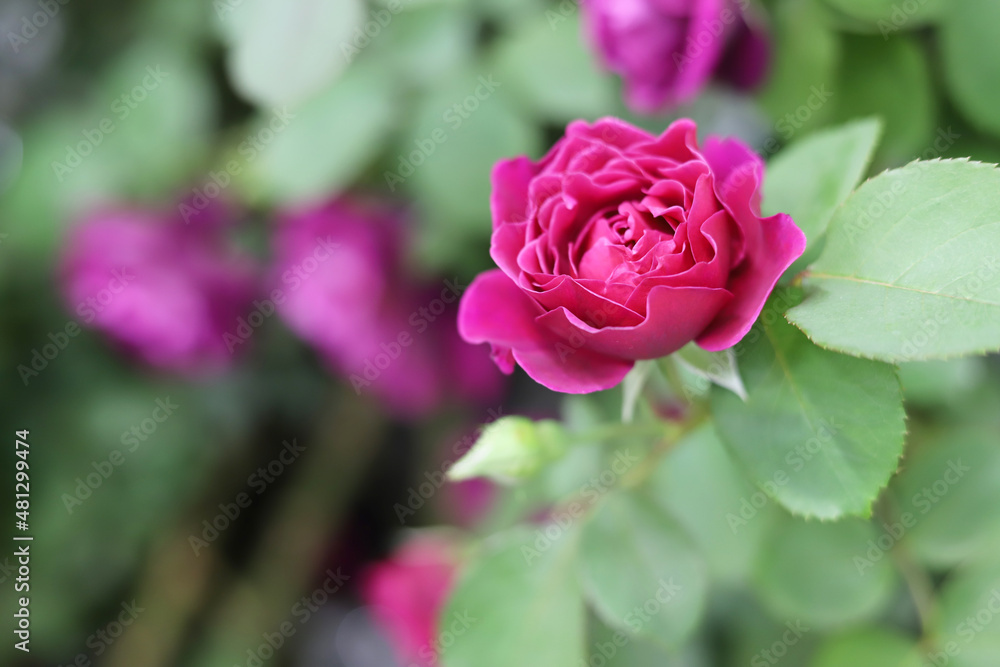 Red roses blooming in the rose garden Red roses blooming in the rose garden