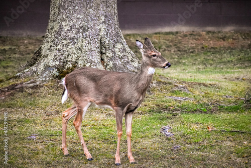 white deer