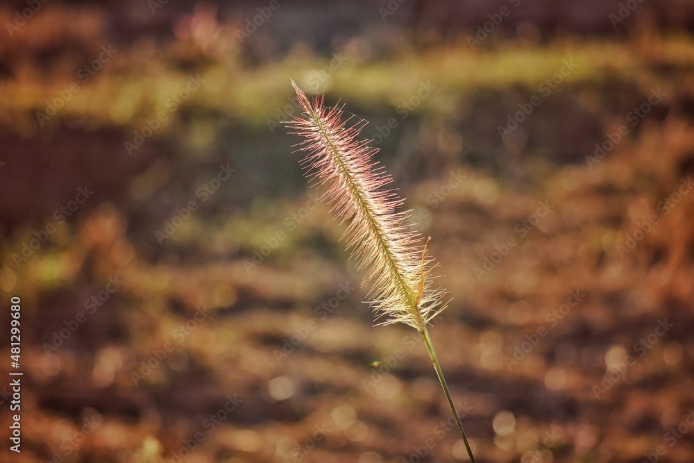 grass in the wind