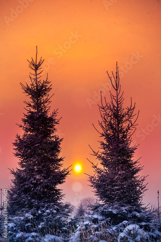 Beautiful sunrise scenery with snowy spruce trees in the country. Winter landscape of Northern Europe.