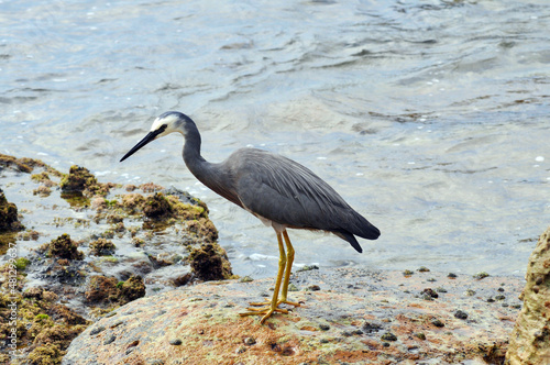 A white-faced heron by the sea at Fairy Bower in Sydney, Australia