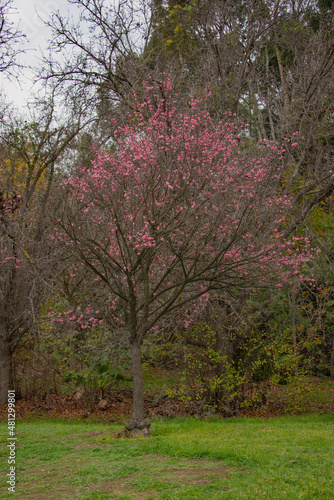 flowering Plum Tree