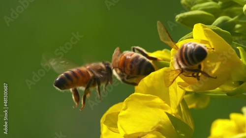 honey bee flying on yellow flower in spring field