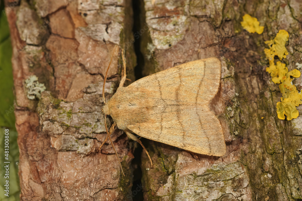 Closeup on the Trebble lines moth, Charanyca trigrammica, sitting on a piece of wood