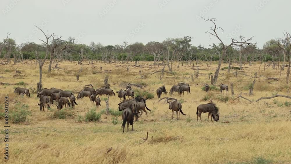 Extreme wide shot of a herd of blue wildebeest feeding on the dry plains in Khwai Botswana. Extreme wide shot of a herd of blue wildebeest feeding on the dry plains in Khwai Botswana.