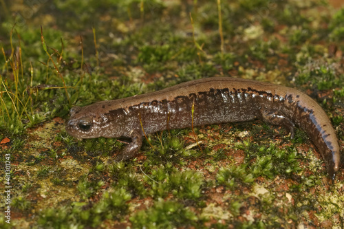 Closeup on an adult Siberian salamander, Salamandrella keyserlingii sitting on a stone