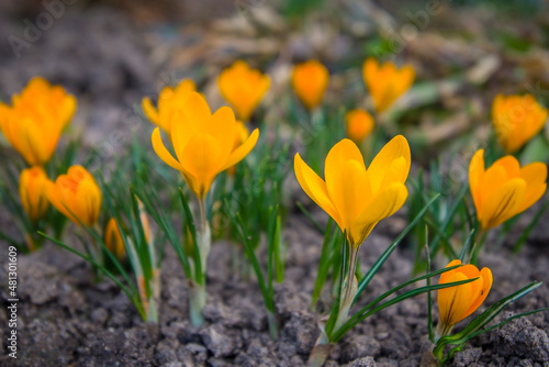 Yellow crocus flowers in spring