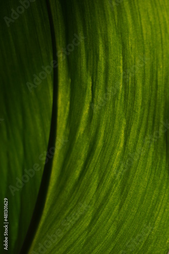 Close up of natural green leaves background. Color tone dark in the morning. Leaf texture