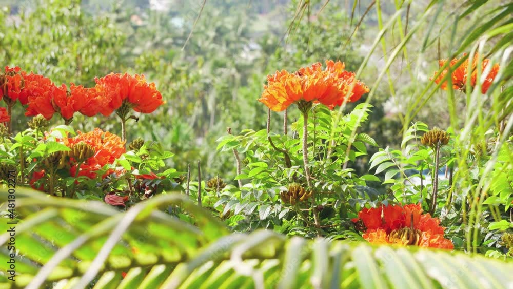 Close up orange tropical flowers on a summer sunny morning. Palm leaves in the foreground . Close up orange tropical flowers on a summer sunny morning. Palm leaves in the foreground .