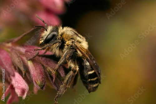 Closeup on a hairy female of the Red Bartsia Blunt horn bee, Meliita tricincta, on it's host plant, Odontites vulgaris