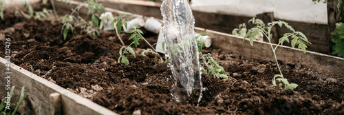 irrigating water from a watering can into the soil in the garden bed for planting seedlings of organic tomato plant sprouts in the backyard of village homesteading. subsistence agriculture. banner photo