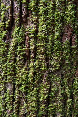 close up green moss on tree bark
