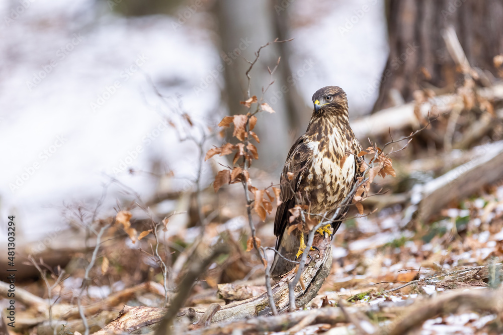 Common buzzard ( buteo buteo ) sitting on a branch in the winter forest. Wildlife scenery. Birds of prey, Predator.