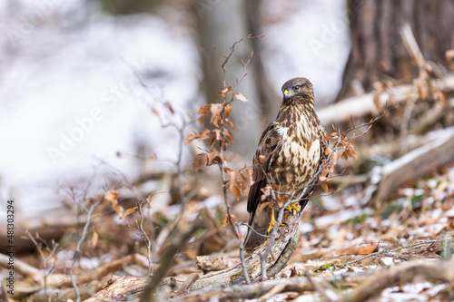 Wallpaper Mural Common buzzard ( buteo buteo ) sitting on a branch in the winter forest. Wildlife scenery. Birds of prey, Predator. Torontodigital.ca