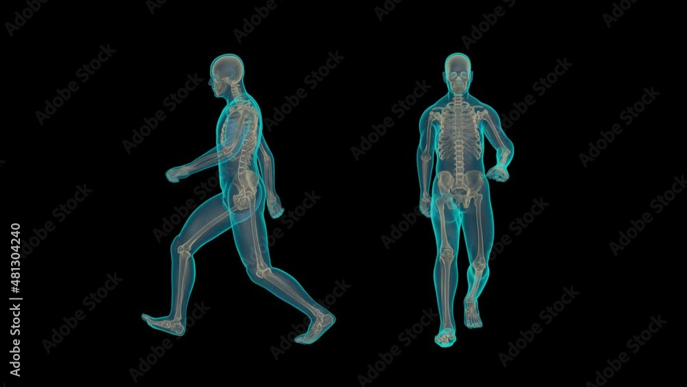 Human Skeletal Walking in X-Ray Human Skeletal Walking in X-Ray
