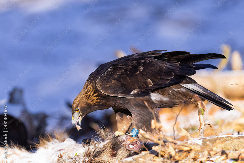 Fototapeta premium Golden Eagle (Aquila chrysaetos) eats its prey