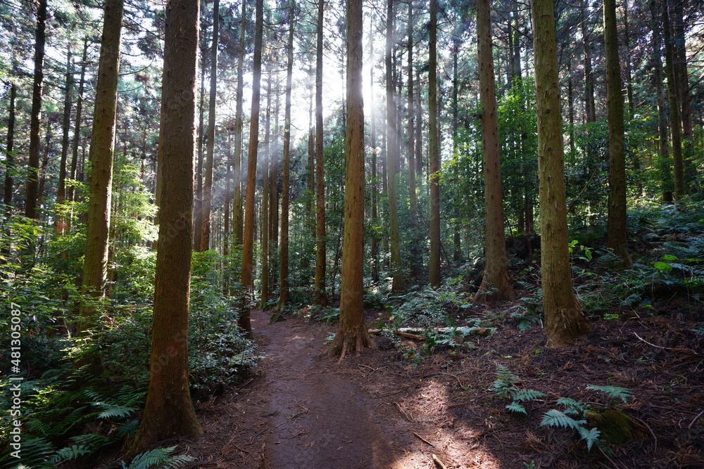 Fototapeta premium a fascinating cedar forest in the sunlight