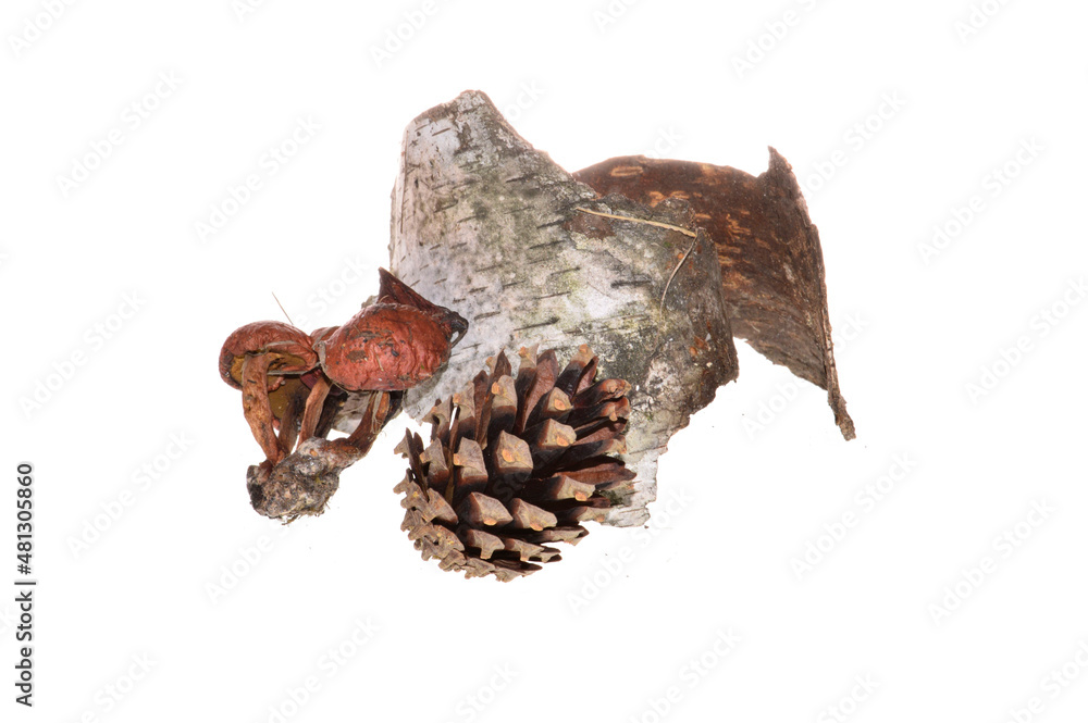 birch bark isolated on white background birch bark isolated on white background