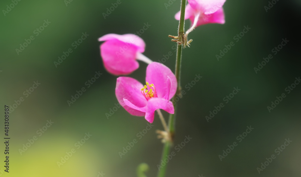 Polygonaceae flowers in full bloom, beautiful with close-up photos Polygonaceae flowers in full bloom, beautiful with close-up photos