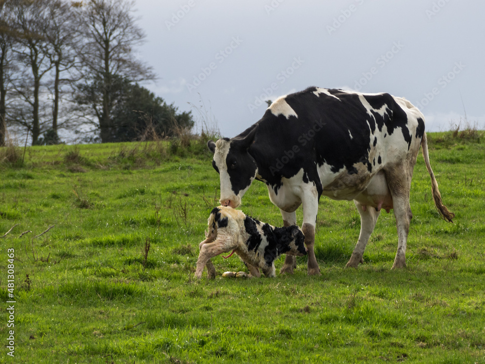 Mother cow helps clean newborn calf in the field Mother cow helps clean newborn calf in the field
