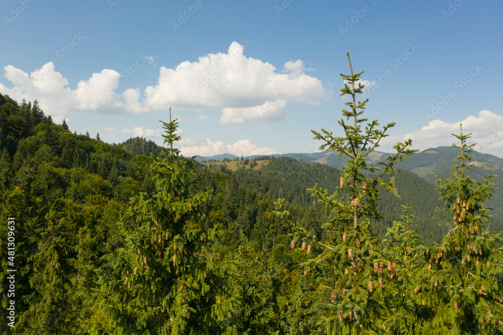 Obraz premium Green conifer trees in mountains on sunny day. Drone photography