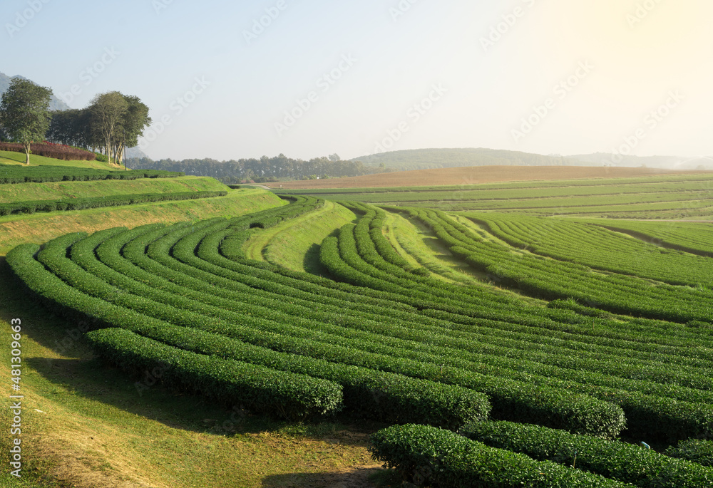 terraced tea plantation