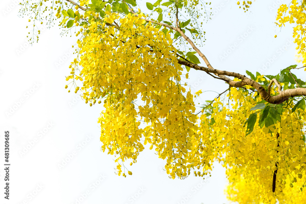 Obraz premium golden shower tree