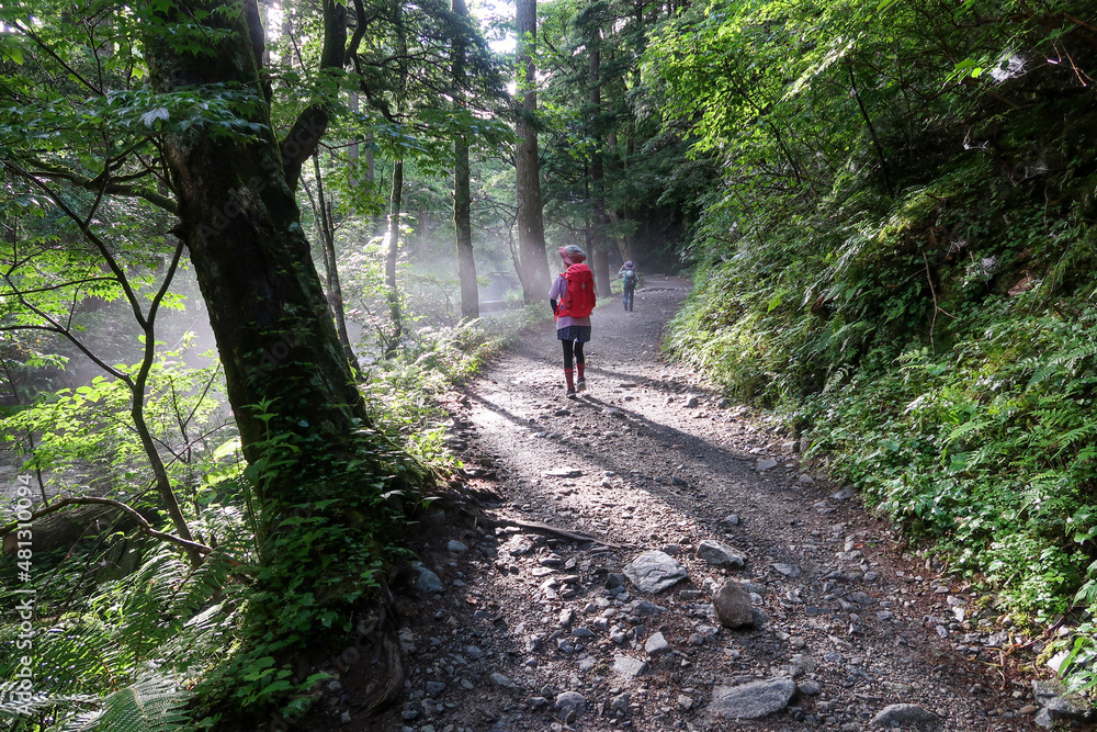 Obraz premium 霧が立ち込める森を歩く子供