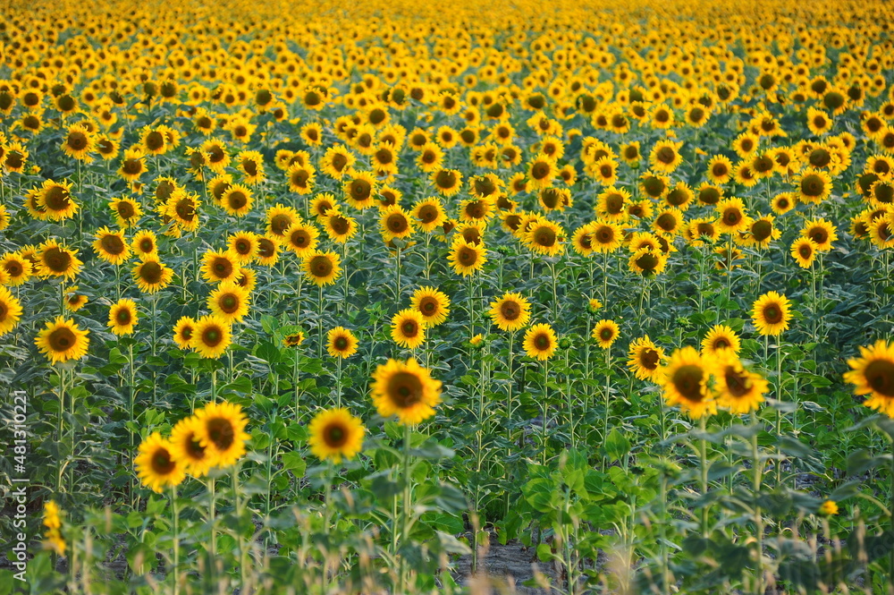 sunflower field sunflower field