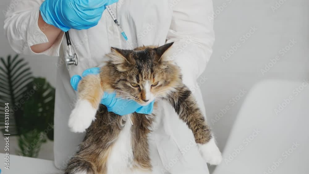 A cat with a veterinarian in the clinic on a white background. A veterinarian in gloves and a white coat gives an injection to a cat. The cat is afraid. Cat disease. Veterinary clinic. A cat with a veterinarian in the clinic on a white background. A veterinarian in gloves and a white coat gives an injection to a cat. The cat is afraid. Cat disease. Veterinary clinic.