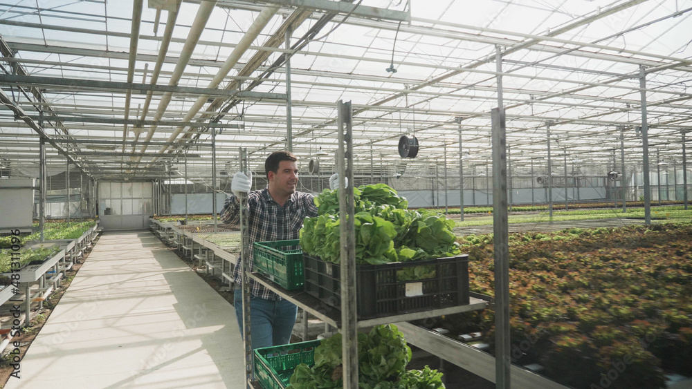 Agronomist businessman pulling basket with organic cultivated fresh salad working in hydroponics greenhouse plantation preparing for farming production. Rancher man harvesting cultivated vegetable