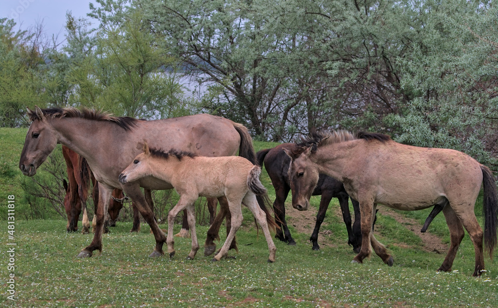A herd of wild horses on a picturesque deserted island. Colorful nature background. Natural habitat. This is a wildlife photography of a mammals in the wild. Odessa Oblast, Ukraine. A herd of wild horses on a picturesque deserted island. Colorful nature background. Natural habitat. This is a wildlife photography of a mammals in the wild. Odessa Oblast, Ukraine.