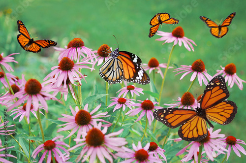 Flowers of echinocea purpurea and danaus butterflies.