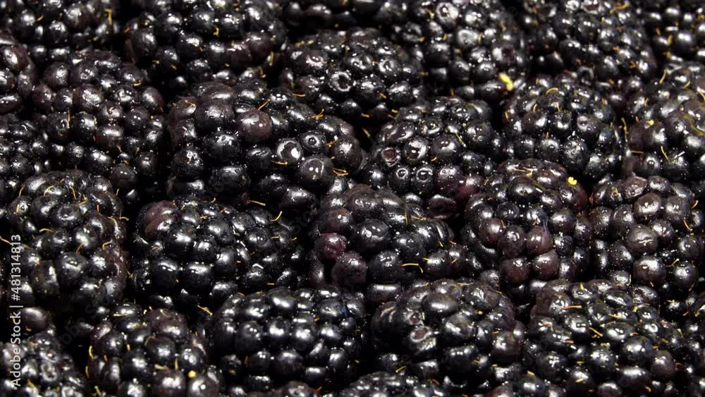 Fresh blackberries rotation background. Close up Fresh blackberries rotation background. Close up